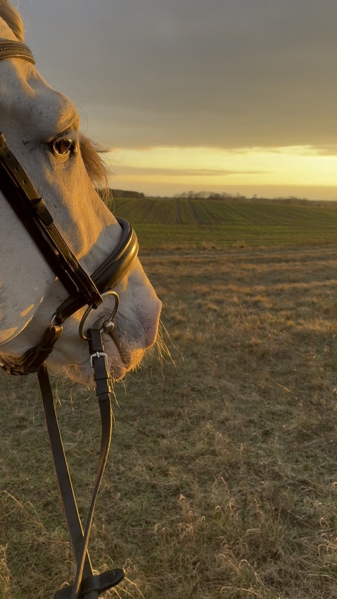 Paradise Ranch Blog — Tipps rund ums Reiten in Brandenburg