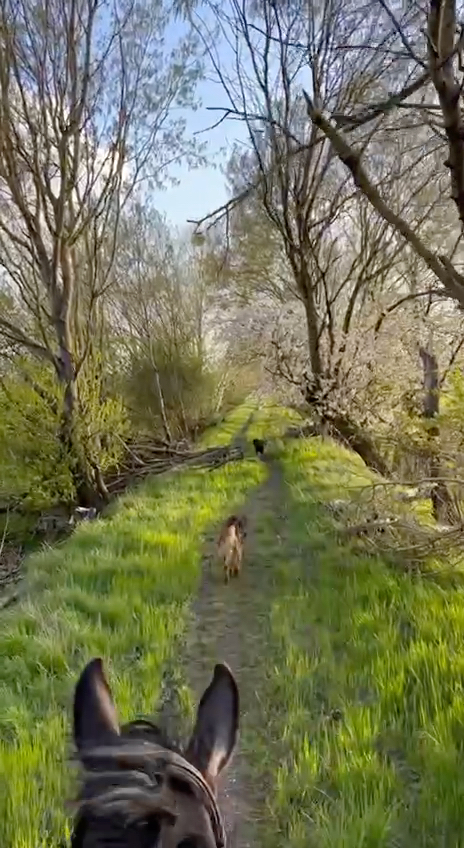 Fru00fchlingsritt durch die Allee