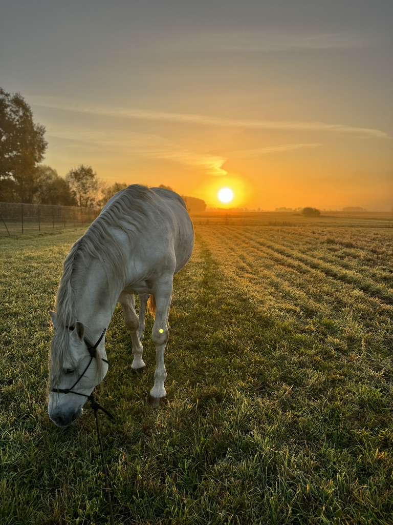 Offenstall mit Pferden auf der Paradise Ranch in Lindow Brandenburg