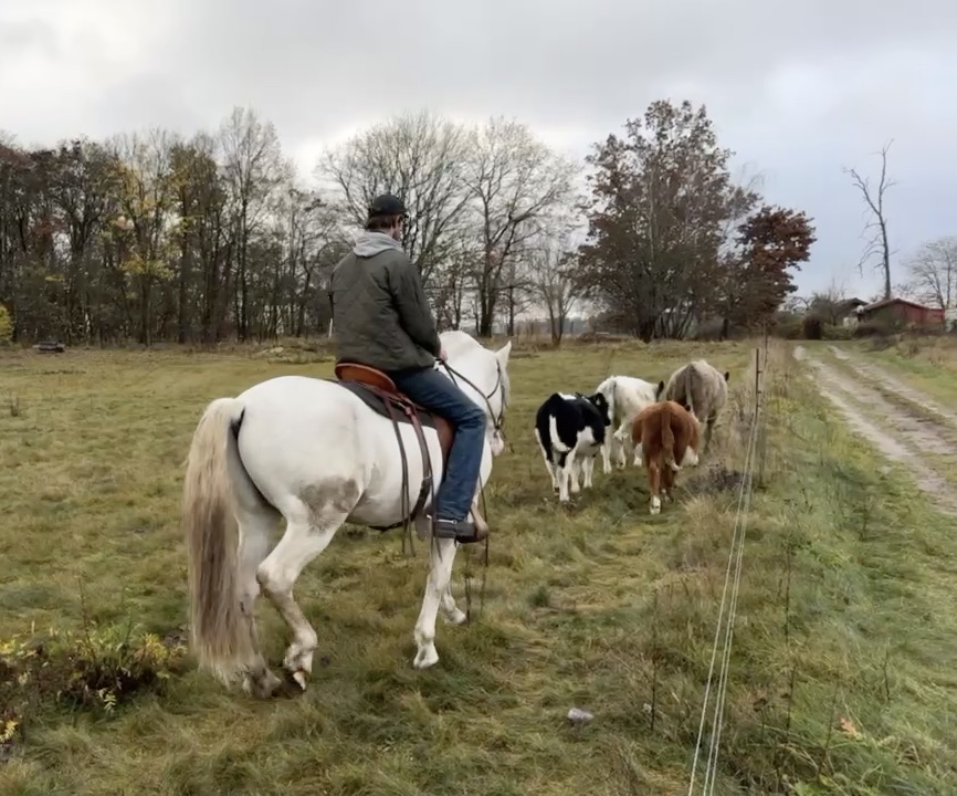 Rinderarbeit zu Pferd auf der Paradise Ranch Brandenburg