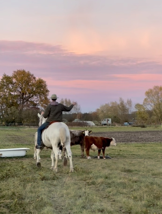 Rinderarbeit zu Pferd — Working Equitation auf der Paradise Ranch